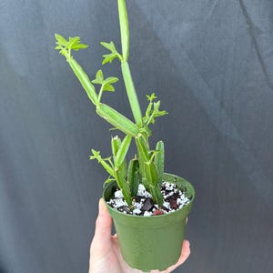 May include: A Cissus quadrangularis plant with segmented, four-angled green stems and small, light green leaves growing in a small, round, olive green plastic pot filled with dark soil and white perlite drainage material.
