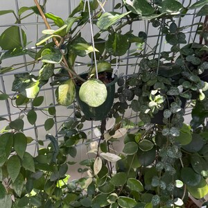 HOYA ONLY Starter Bundles Mystery Bundle Packs! | Live Houseplants | Unrooted Cuttings for Propagation! image 6