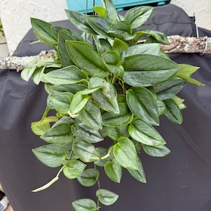 Silver Moonlight Pothos - Etsy