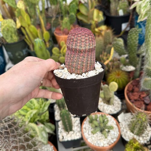 Hérisson arc-en-ciel 4-5" pots | Echinocereus rigidissimus | Plante d'intérieur extérieure rare et vivante | Expédition racine nue | vraie couleur de fleur !!