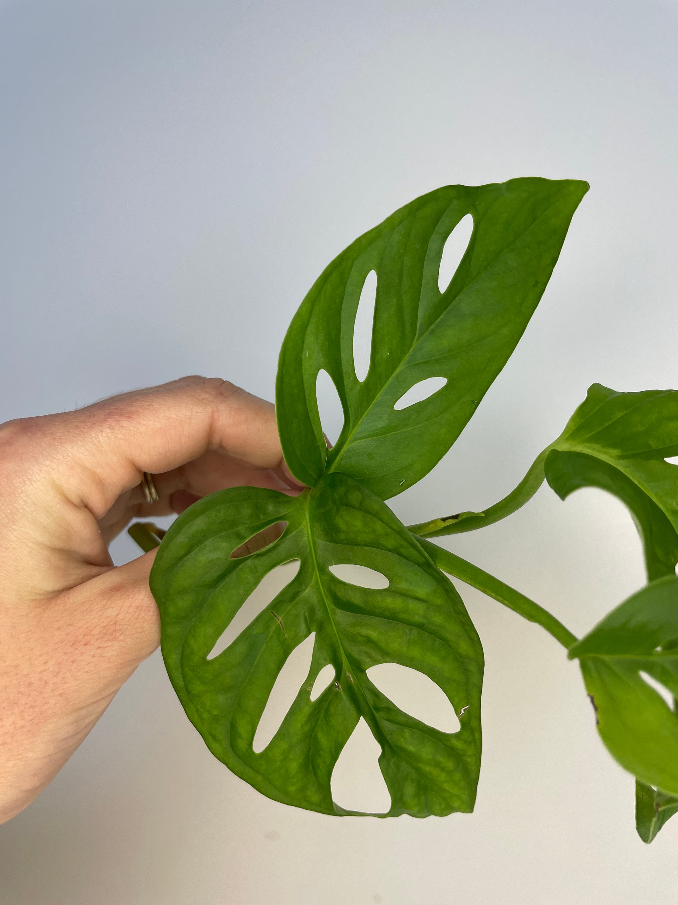 Wide Form Monstera Adansonii | Philodendron Swiss Cheese Plant | LIVE House  Plant | Nodes, Unrooted & Rooted Cuttings for Propagation! - Etsy