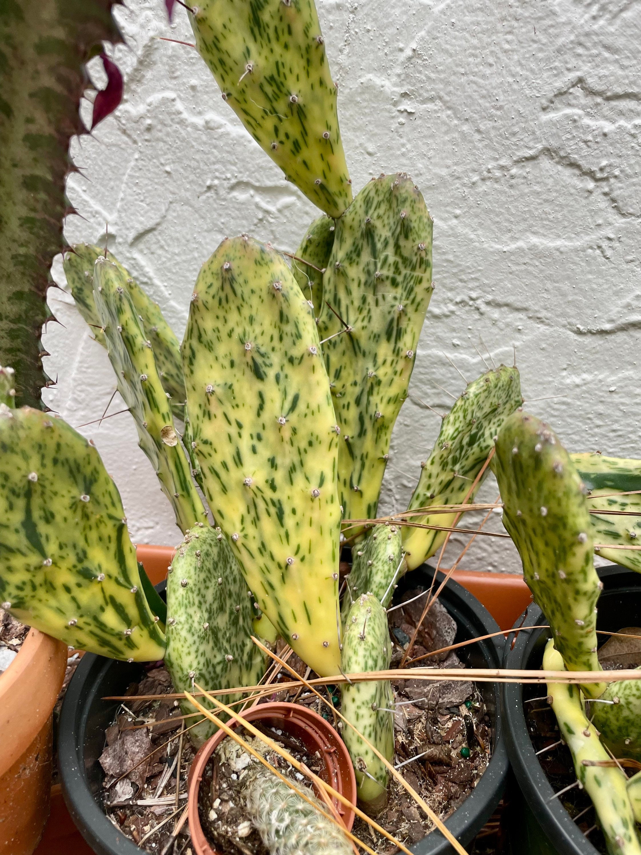 Sunburst Opuntia Cactus | Variegated Prickly Pear Cactus | Opuntia