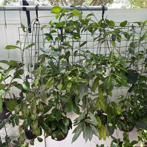 HOYA ONLY Starter Bundles Mystery Bundle Packs! | Live Houseplants | Unrooted Cuttings for Propagation! image 2
