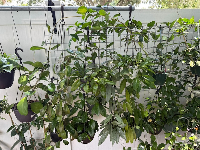 HOYA ONLY Starter Bundles Mystery Bundle Packs! | Live Houseplants | Unrooted Cuttings for Propagation! image 2