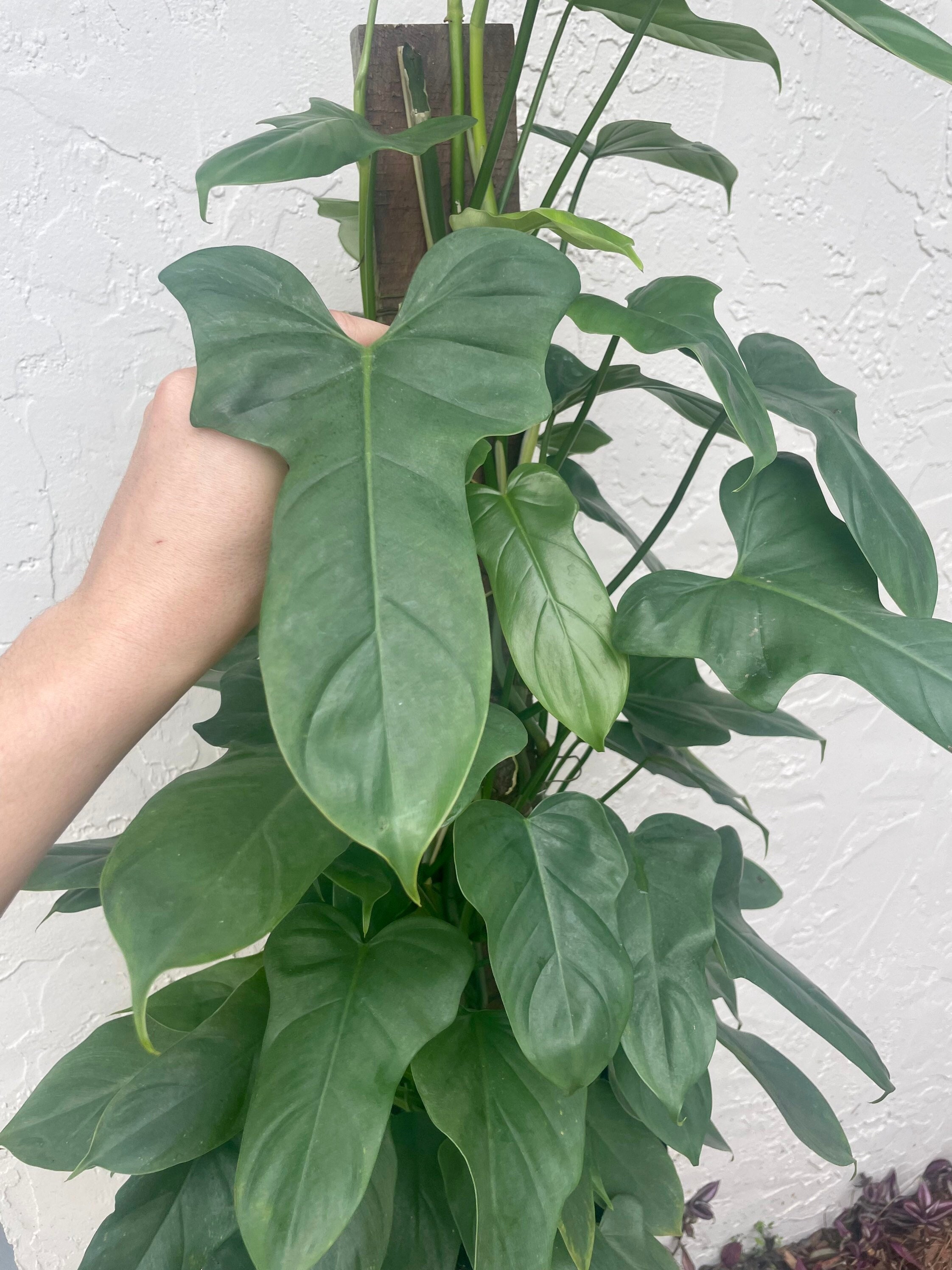 Bipennifolium Philodendron | Horsehead Philodendron | Nodes, Unrooted, and  Rooted Cuttings for Propagation! | RARE | LIVE House Plant | - Etsy