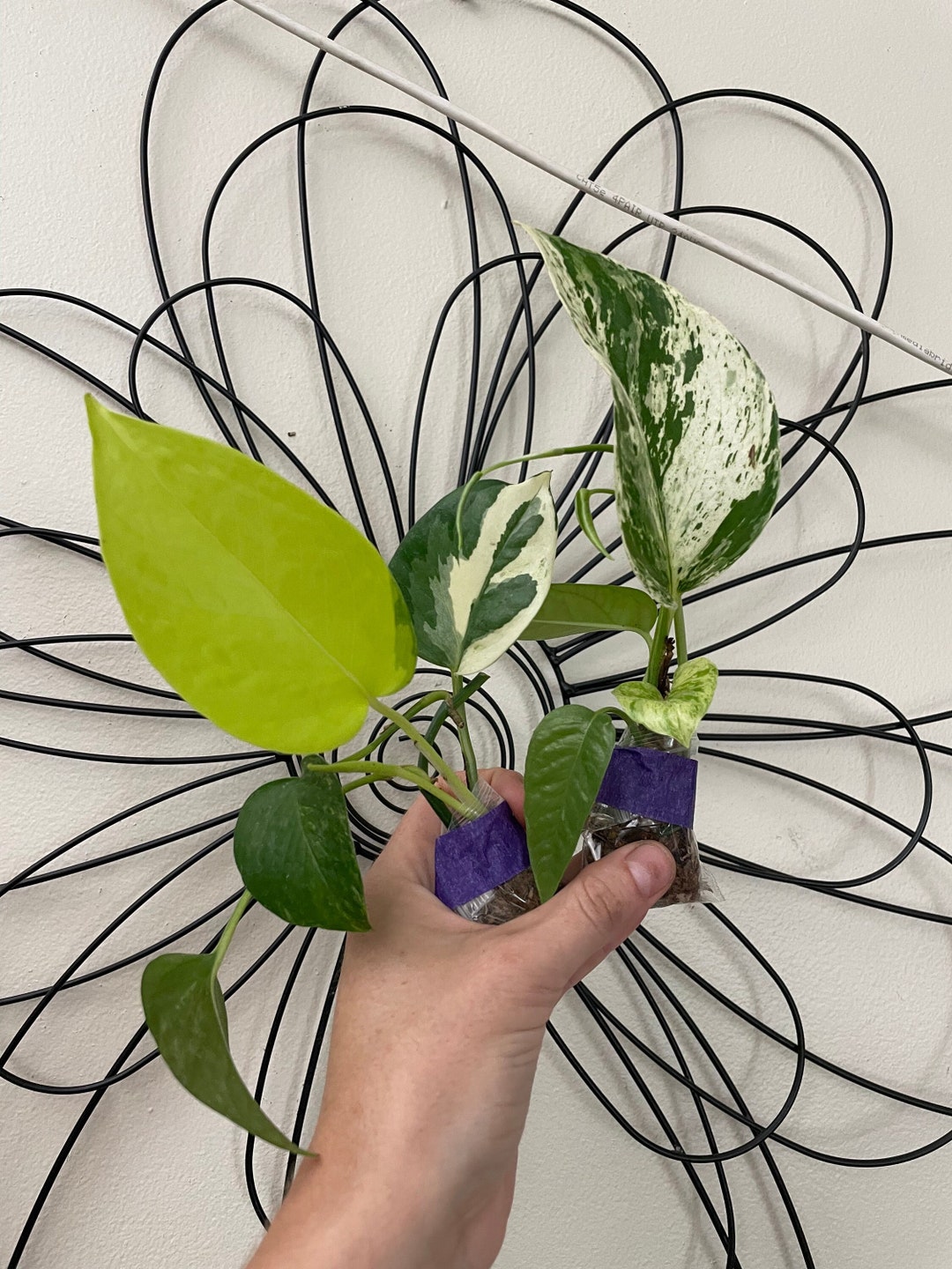 Pothos ONLY Starter Bundles | Epipremnum Aureum | Pothos-mystery Bundle ...