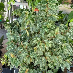 May include: A lush, green polka dot begonia plant in a black pot. The leaves are a vibrant green with white spots. Other plants are visible in the background, creating a natural, indoor garden setting.