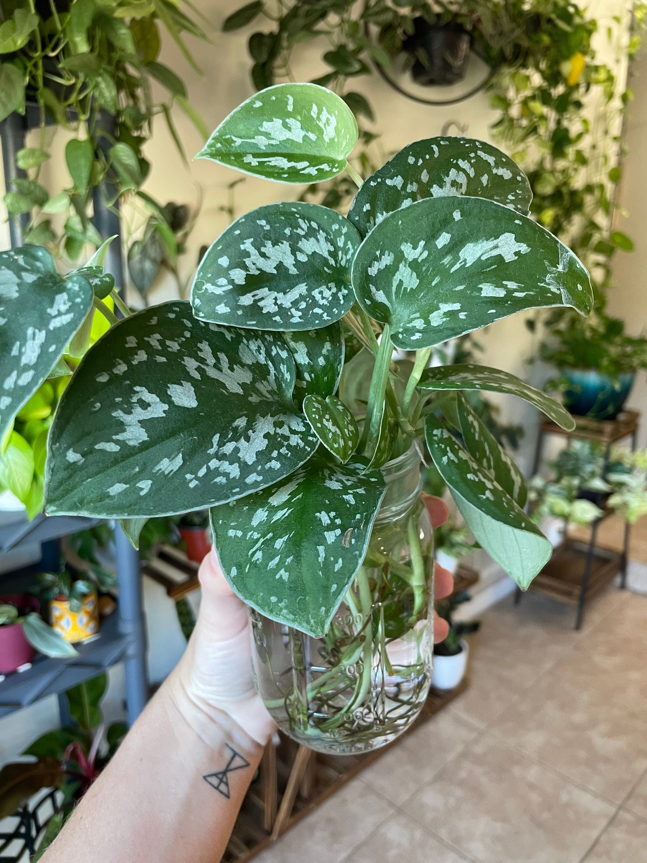 Argyraeus Scindapsus Pictus Cuttings | Satin Pothos | LIVE House