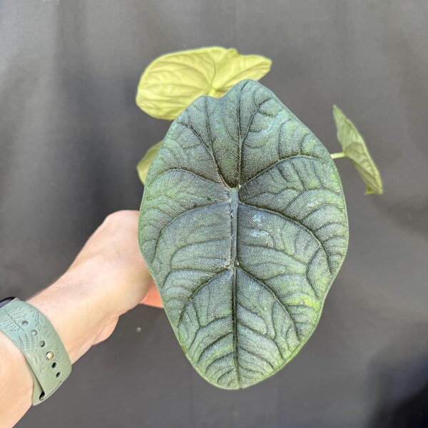 Sport Variegated Alocasia Melo 5" pot | Live Rare Indoor Outdoor Houseplant | Ships in Pot | exact plant