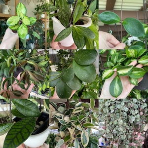 HOYA ONLY Starter Bundles Mystery Bundle Packs! | Live Houseplants | Unrooted Cuttings for Propagation!