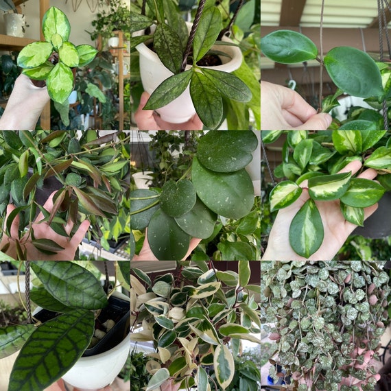 HOYA ONLY Starter Bundles Mystery Bundle Packs! | Live Houseplants | Unrooted Cuttings for Propagation!