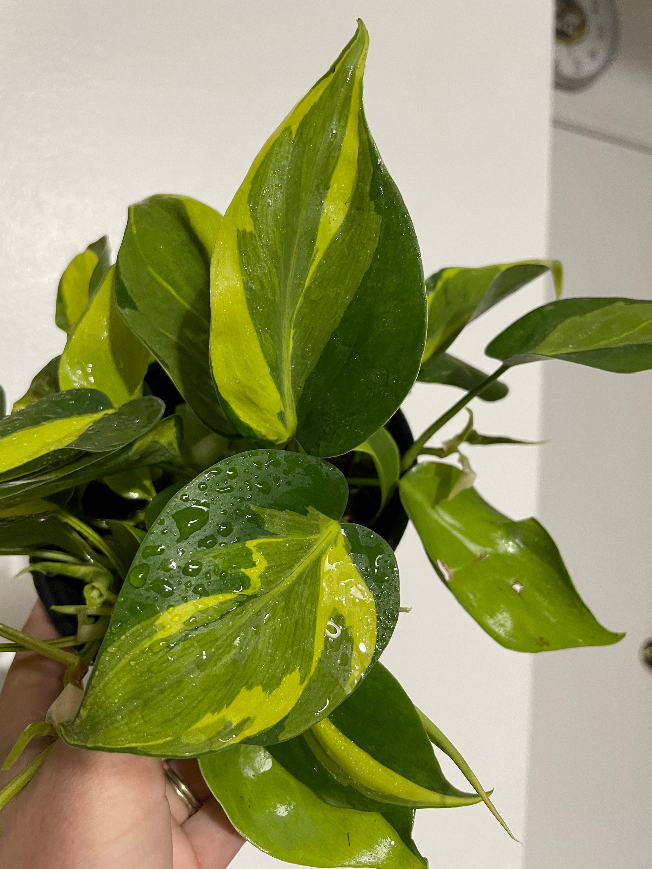 Buy Carnival Philodendron Hederaceum | Nodes, Unrooted, & Rooted Cuttings  for Propagation! | RARE | One of a Kinds Online in India - Etsy