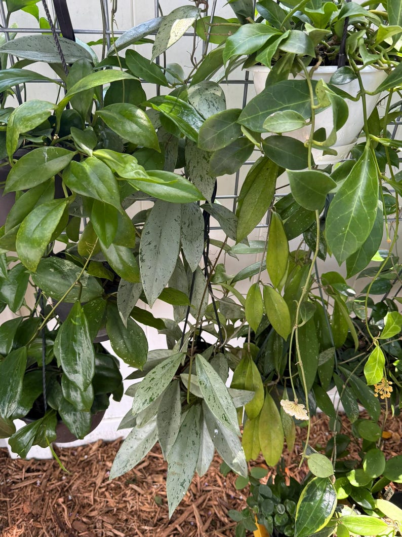 HOYA ONLY Starter Bundles Mystery Bundle Packs! | Live Houseplants | Unrooted Cuttings for Propagation! image 1