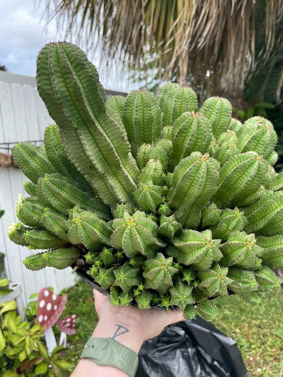 Tanzanian Zipper Plant | Euphorbia Anoplia | Unrooted & Lightly