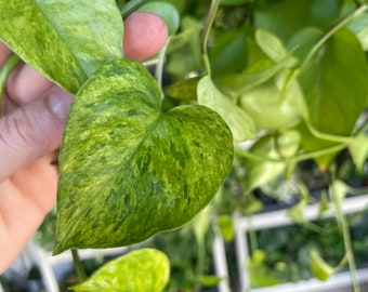 Jessenia Pothos | Epipremnum aureum | Live Houseplant | Nodes, Unrooted & Rooted Cuttings for Propagation!