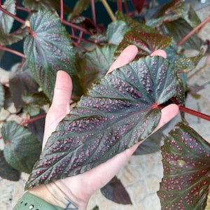 May include: Close-up of a begonia plant leaf. The dark green leaf is covered in small, pink spots. The leaf is held in a hand, with other leaves and stems visible in the background.