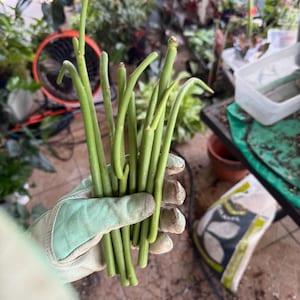 May include: A bundle of fresh, green plant cuttings held in a gloved hand. The cuttings are long, slender, and have a slightly curved shape. The background shows a variety of green plants and gardening supplies, suggesting a gardening or plant propagation theme.