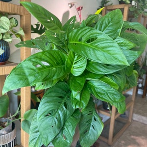 Narrow form Monstera Adansonii | Swiss Cheese Plant | LIVE House Plant | Nodes, Unrooted & Rooted Cuttings for Propagation!