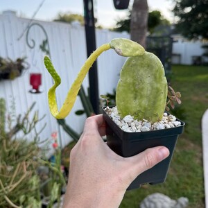 May include: A prickly pear cactus in a black square plastic pot with white gravel top dressing. The plant features a large, flat, light green pad and a long, slender, bright yellow growth extending outward and curving upward with a small pad.
