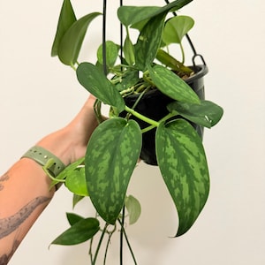 May include: A hanging Scindapsus pictus plant in a black pot. The plant has large, heart-shaped leaves with a dark green base and lighter green, speckled patterns. The plant is suspended by a black hanging system.