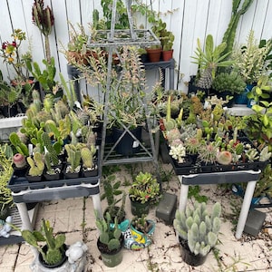 May include: A collection of various cacti and succulents in different sizes and colors, arranged on shelves and tables. Some plants are in pots, while others are in trays. The plants are all healthy and thriving.