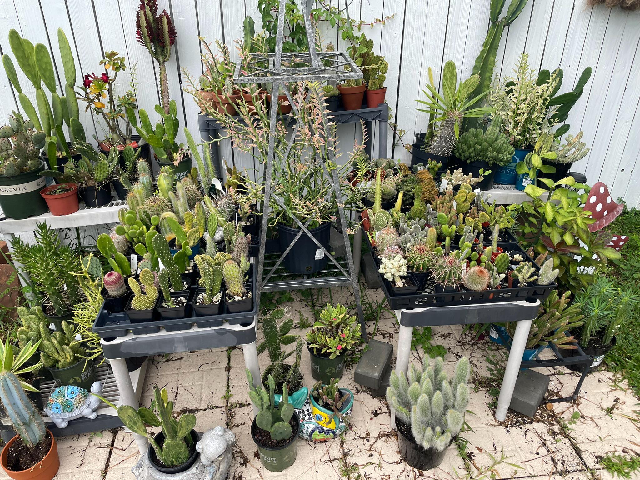 Potted Cactus Mystery Bundles, both 2-3" & 4" pots | Live Indoor Outdoor  Houseplant | All acclimated to direct FL sun!