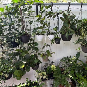 HOYA ONLY Starter Bundles Mystery Bundle Packs! | Live Houseplants | Unrooted Cuttings for Propagation! image 4