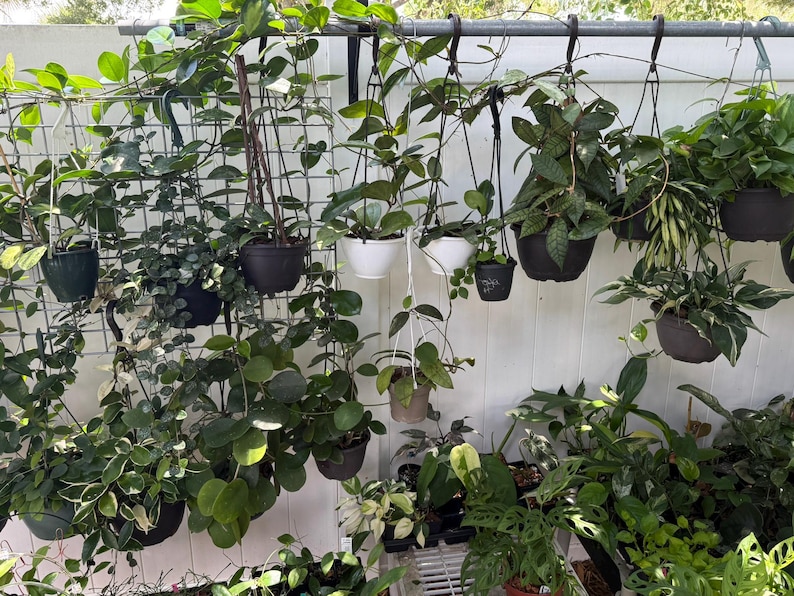 HOYA ONLY Starter Bundles Mystery Bundle Packs! | Live Houseplants | Unrooted Cuttings for Propagation! image 4