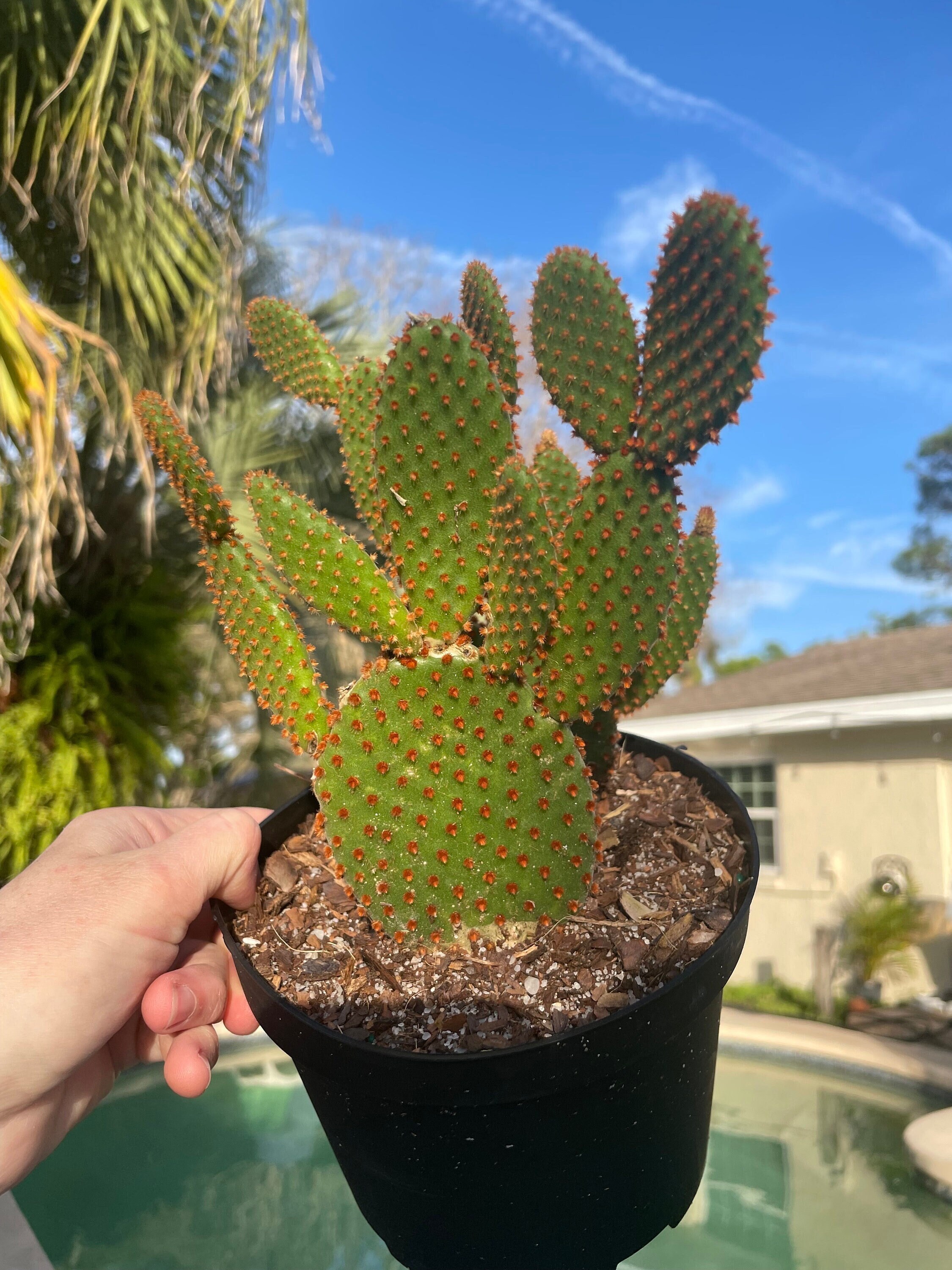Red Bunny Ears Cactus unrooted pads for propagation | Opuntia  microdasyscactus pads | Acclimated to full outdoor FL sun | Live Houseplant
