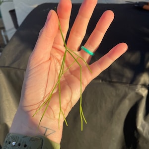 Rhipsalis baccifera 'Mistletoe Cactus' rare live indoor outdoor trailing houseplant Unrooted & Lightly Rooted cuttings for propagation 1 Unrooted Cutting