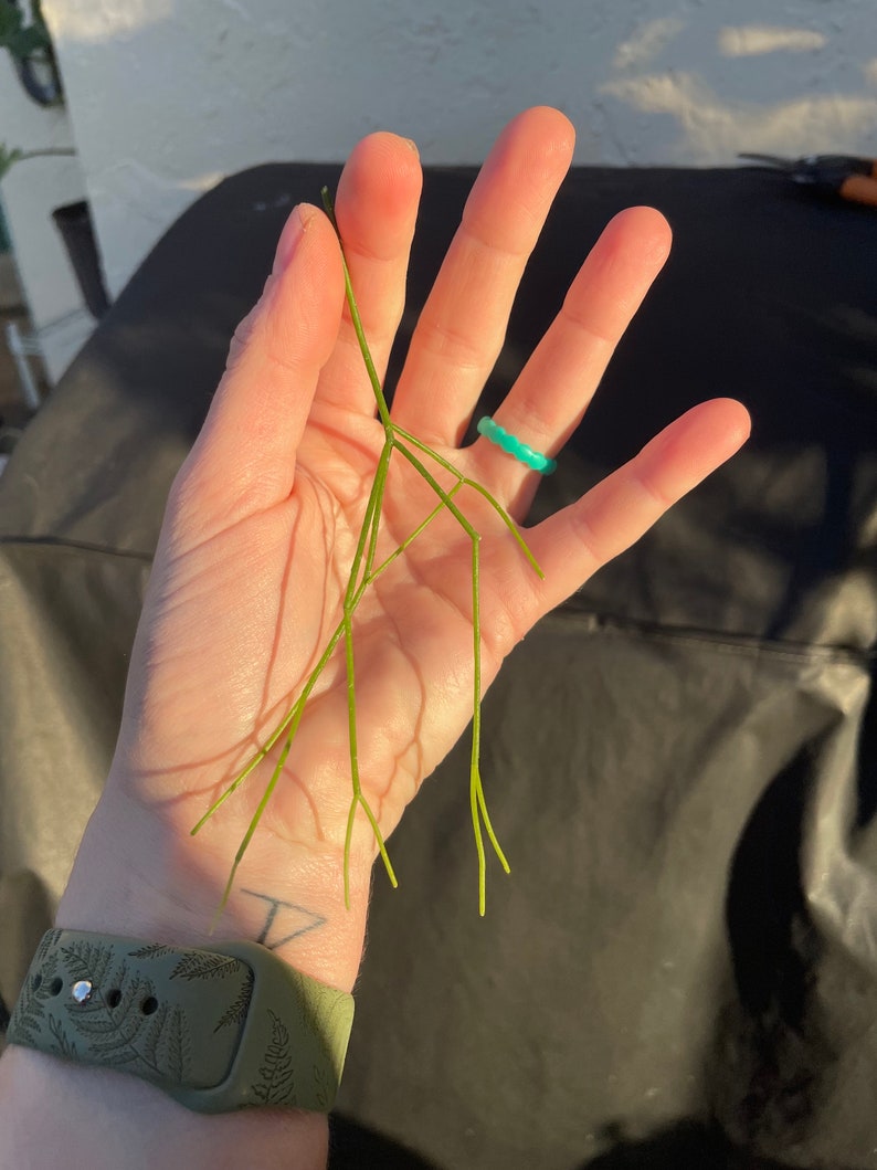 Rhipsalis baccifera 'Mistletoe Cactus' rare live indoor outdoor trailing houseplant Unrooted & Lightly Rooted cuttings for propagation 1 Unrooted Cutting