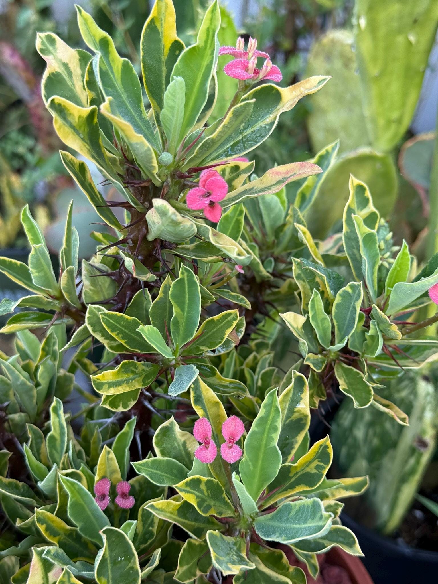 （◎＿◎；）★ Euphorbia milii v. rossii ★ユーフォルビア★★★C★ ◎＿◎；）☆ Euphorbia milii v. rossii ☆ユーフォルビア