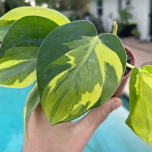 Carnival Philodendron hederaceum | Nodes, Unrooted, & Rooted Cuttings for propagation! | RARE | One of a Kinds