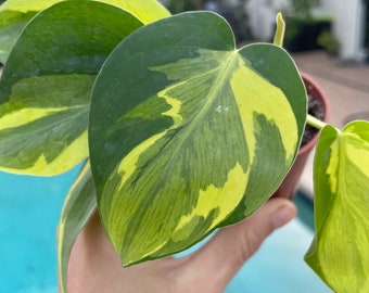 Carnival Philodendron hederaceum | Nodes, Unrooted, & Rooted Cuttings for propagation! | RARE | One of a Kinds