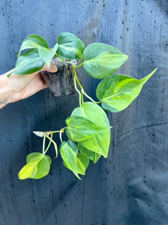 Carnival Philodendron Hederaceum | Nodes, Unrooted, & Rooted Cuttings for  Propagation! | RARE | One of a Kinds - Etsy Finland