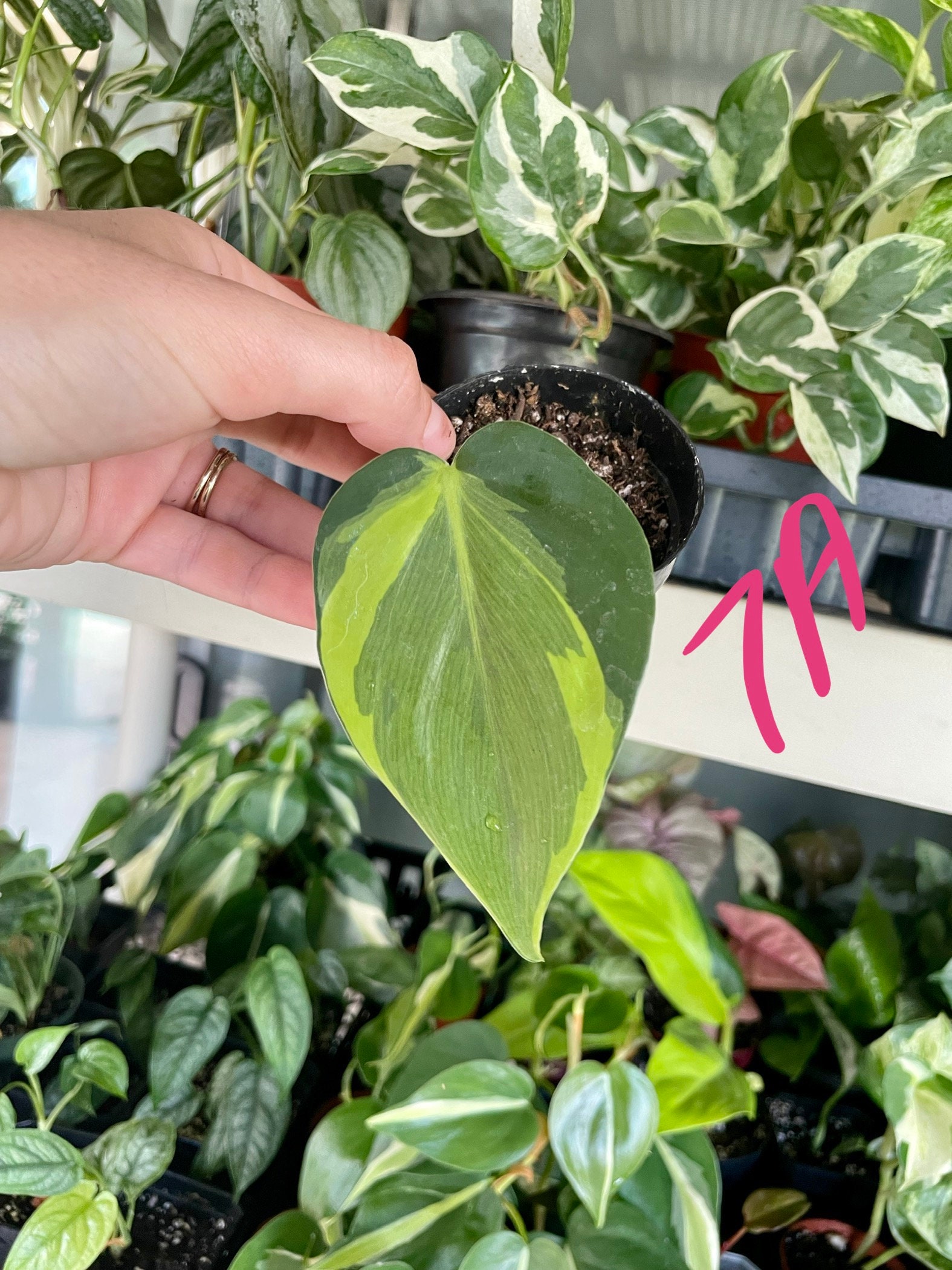 Carnival Philodendron Hederaceum | Nodes, Unrooted, & Rooted Cuttings for  Propagation! | RARE | One of a Kinds - Etsy
