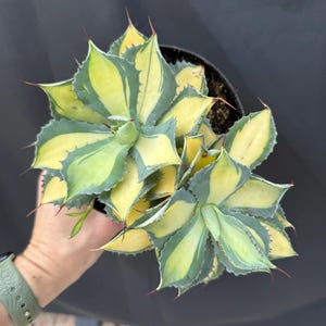May include: A top-down view of a potted Agave plant. The plant features spiky, variegated leaves in shades of yellow and green, with reddish-brown tips. The plant is in a black pot against a dark background.