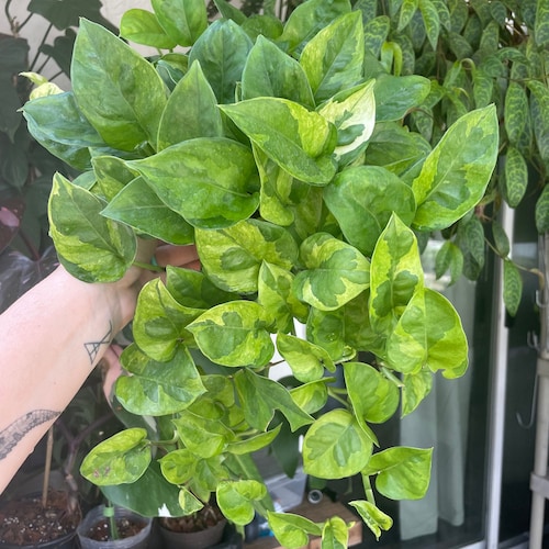 Lemon Meringue Pothos | Epipremnum aureum | Unrooted & Rooted Cuttings and Nodes for Propagation | Live Houseplant