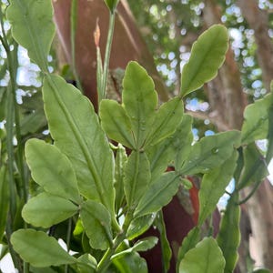 Rhipsalis rhombea unrooted & lightly rooted cuttings for propagation | Copper Branch Cactus | Live Rare Indoor Outdoor Houseplant |