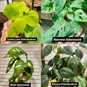 K&ouml;nnte beinhalten: Vier verschiedene Arten von Zimmerpflanzen, darunter ein Lemon Lime Philodendron, ein schmaler Adansonii, ein breiter Adansonii und ein Micans Philodendron.