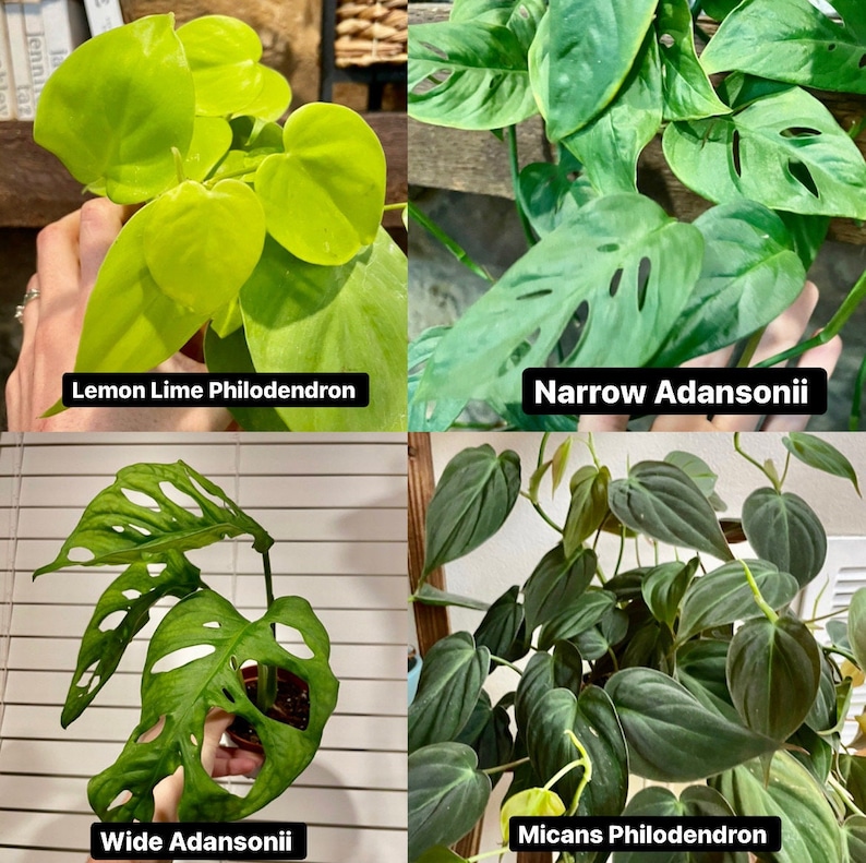 K&ouml;nnte beinhalten: Vier verschiedene Arten von Zimmerpflanzen, darunter ein Lemon Lime Philodendron, ein schmaler Adansonii, ein breiter Adansonii und ein Micans Philodendron.