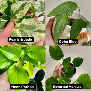 K&ouml;nnte beinhalten: Vier verschiedene Pothos-Pflanzen: Pearls & Jade, Cebu Blue, Neon Pothos und Reverted Manjula. Jede Pflanze ist in einem Topf gezeigt und hat unterschiedliche Blattformen und Farben.