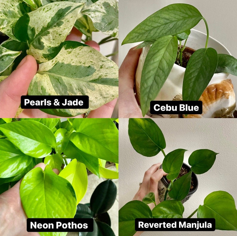 K&ouml;nnte beinhalten: Vier verschiedene Pothos-Pflanzen: Pearls & Jade, Cebu Blue, Neon Pothos und Reverted Manjula. Jede Pflanze ist in einem Topf gezeigt und hat unterschiedliche Blattformen und Farben.