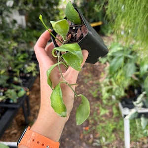 May include: A Hoya plant with thick, waxy, green leaves growing from a vine, potted in a small black plastic container filled with dark soil and wood bark chips. The plant features several pointed, succulent-like leaves along a single stem.