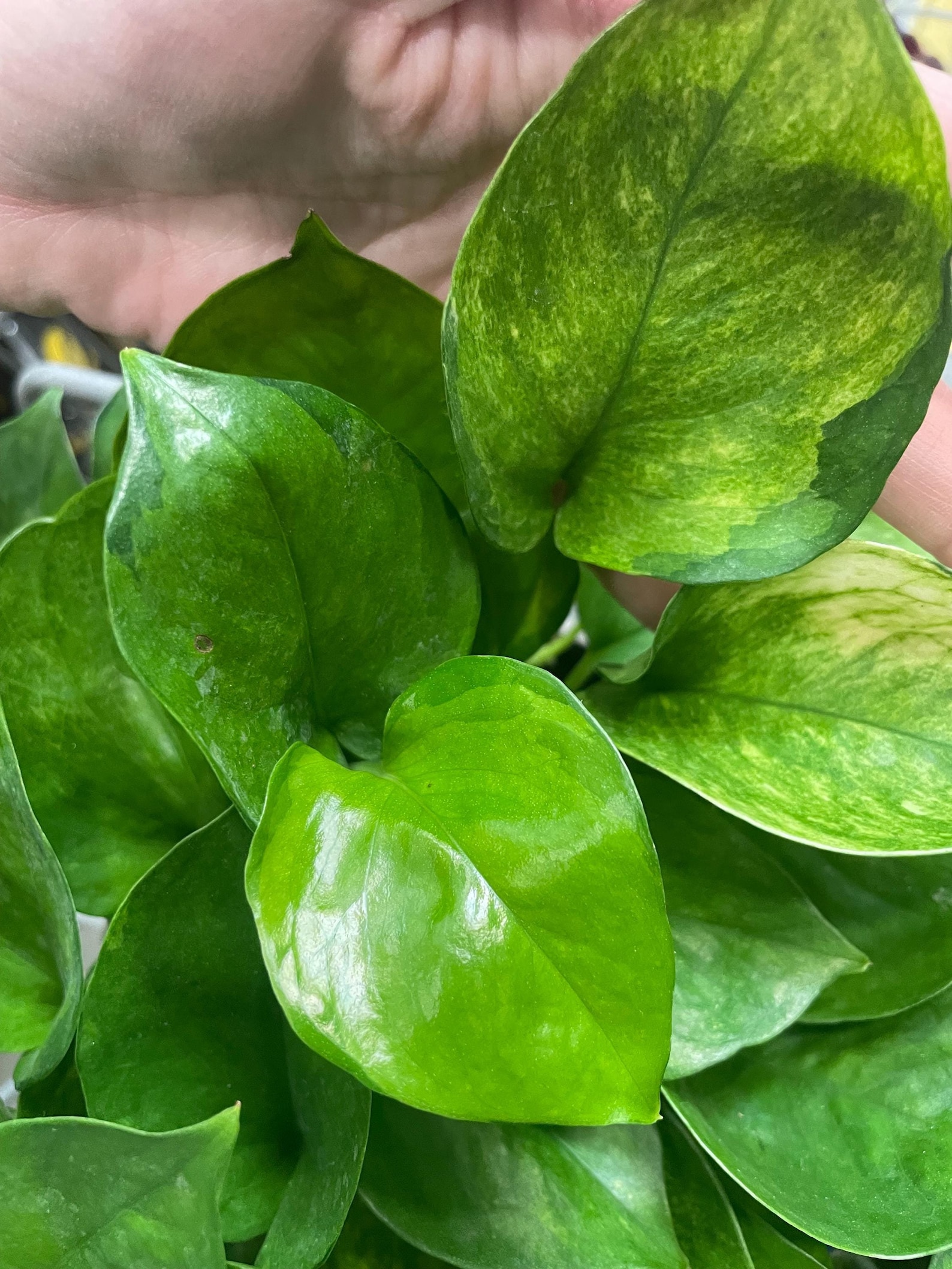 Lemon Top Pothos | Live Houseplant | Nodes, Unrooted and Rooted ...