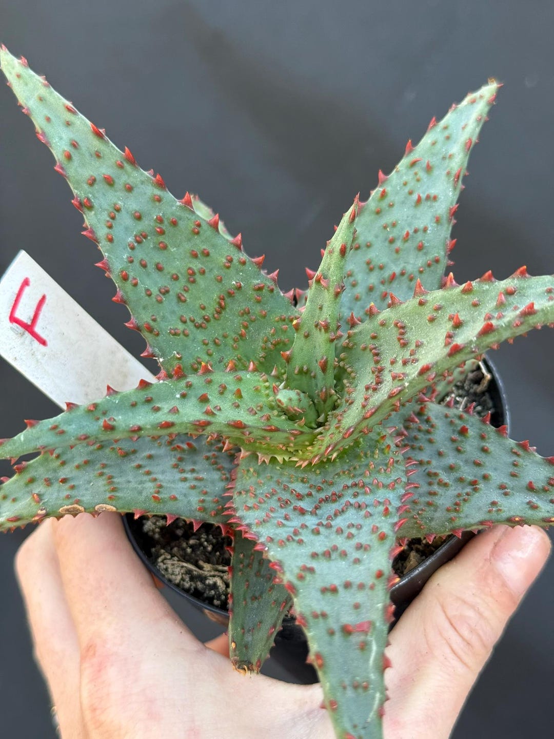 Aloe Hybrid 'AJR' 4