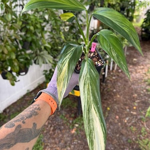 May include: A variegated Philodendron plant with elongated, lance-shaped leaves featuring streaks of dark green, light green, and creamy white. The plant is potted in a small black container with a pink identification tag labeled A&Q.