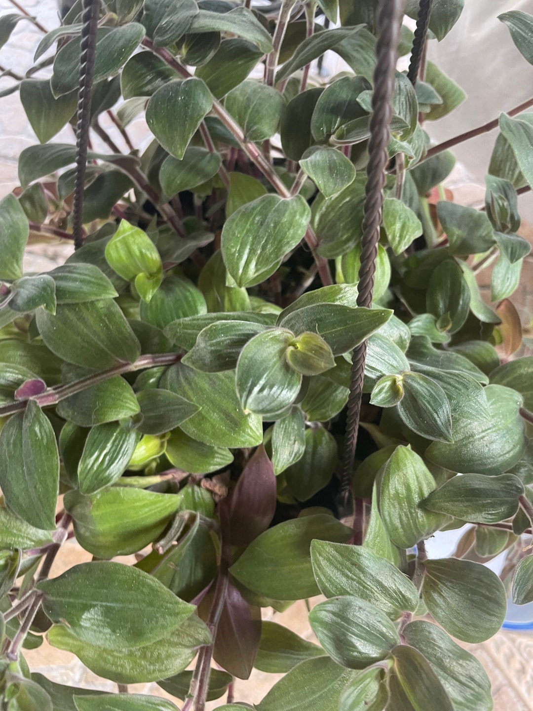 Baby Bunny Bellies Tradescantia Chrysophylla Wandering Dude Plant Nodes