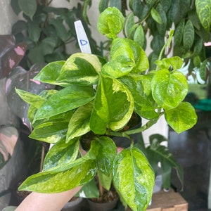 Lemon Meringue Pothos Epipremnum aureum Unrooted & Rooted Cuttings and Nodes for Propagation Live Houseplant image 2