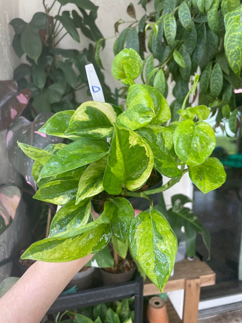 Lemon Meringue Pothos Epipremnum aureum Unrooted & Rooted Cuttings and Nodes for Propagation Live Houseplant image 2